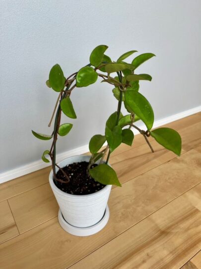 サクララン鉢植え